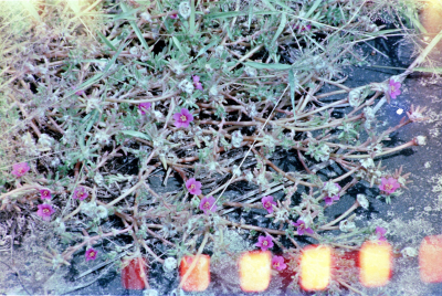 Filename=Japan0186.jpg
Filesize=849KiB
Dimensions=2048x1373
Date added=May 18, 2022 Japan0186.jpg