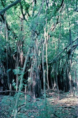 Filename=Japan0212.jpg
Filesize=1053KiB
Dimensions=1371x2048
Date added=May 18, 2022 Japan0212.jpg