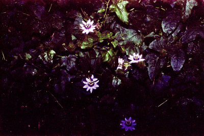 Filename=Japan0275.jpg
Filesize=925KiB
Dimensions=2048x1367
Date added=May 18, 2022 Japan0275.jpg