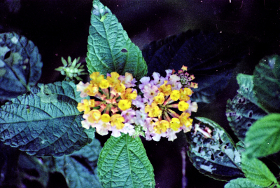 Filename=Japan0283.jpg
Filesize=750KiB
Dimensions=2048x1376
Date added=May 18, 2022 Japan0283.jpg