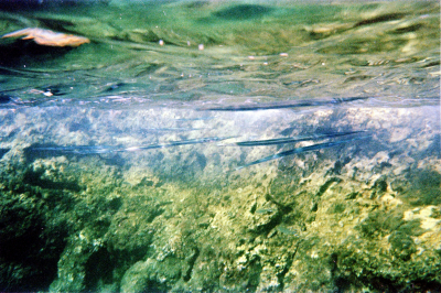 Filename=Japan0297.jpg
Filesize=1067KiB
Dimensions=2048x1366
Date added=May 18, 2022 Japan0297.jpg