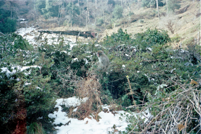 Filename=Japan0475.jpg
Filesize=919KiB
Dimensions=2048x1370
Date added=May 18, 2022 Japan0475.jpg