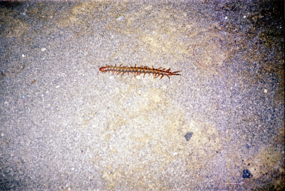 Filename=Japan0692.jpg
Filesize=888KiB
Dimensions=2048x1373
Date added=May 18, 2022 Japan0692.jpg