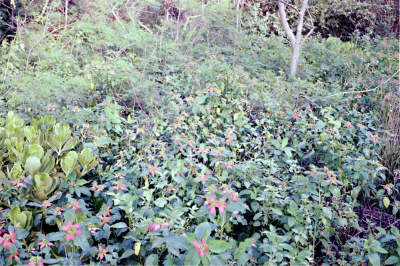 Filename=Japan0737.jpg
Filesize=980KiB
Dimensions=2048x1366
Date added=May 18, 2022 Japan0737.jpg