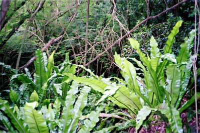 Filename=Japan0794.jpg
Filesize=925KiB
Dimensions=2048x1372
Date added=May 18, 2022 Japan0794.jpg